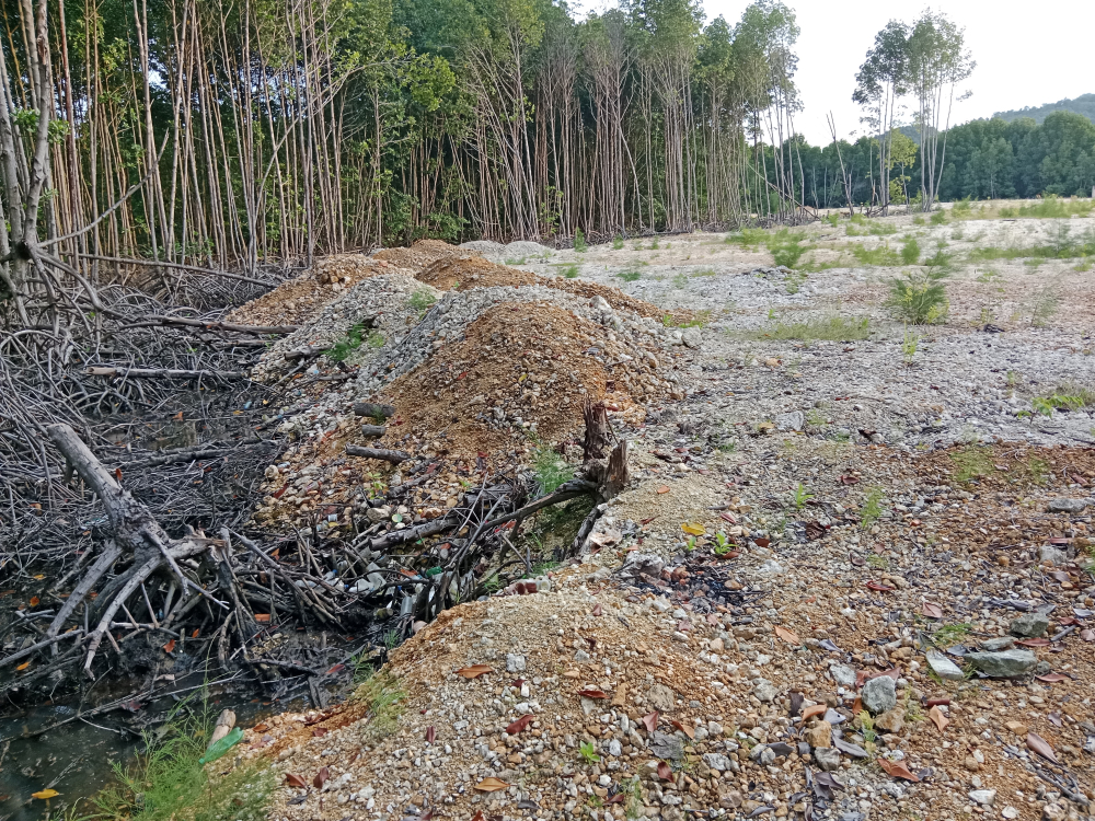 Kawasan Konservasi Mangrove Teluk Youtefa Rusak dan Terlantar - Tempo ...